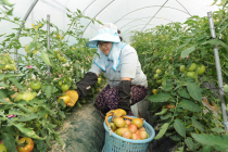 경남지역 딸기·토마토 정식의향 전년 대비 증가