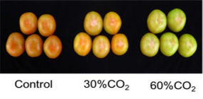 수출용 토마토, 이산화탄소 처리로 부패율 줄였다