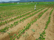 배수불량 논에서 콩 안정적으로 재배