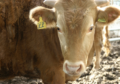 9월 중 전국 소, 염소 대상 구제역 백신 일제 접종 추진
