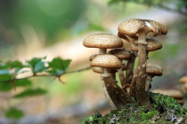 야생버섯·산약초 불법채취...  벌금 2천만원