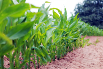 '앱시스산'개발 …불량환경에서도 작물 생존 가능성 열려