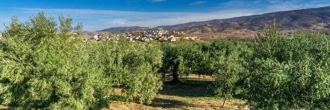 사진=스페인 안달루시아 지방의 올리브 재배단지