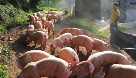 20일, 경기도 양주시 이례농장의 실장 이정대(31) 씨가 양육 돼지들을 보살피고 있다. 