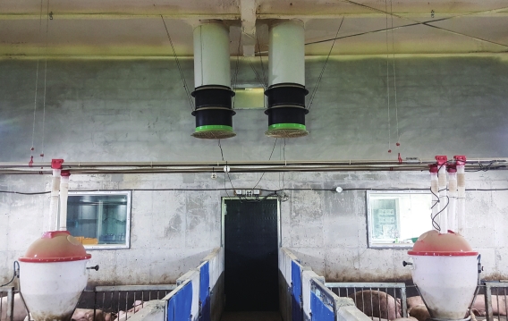 농장 내부에 자동 환풍기가 설치된 모습.