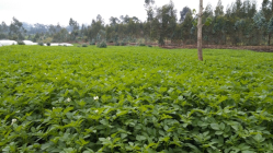 [이창표 전문기자의 해외농업] 에티오피아, 친환경 씨감자 재배기술 전수⑦