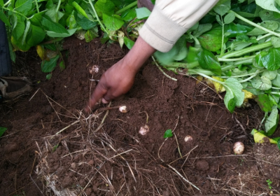 [이창표 전문기자의 해외농업] 에티오피아, 친환경 씨감자 재배기술 전수⑨