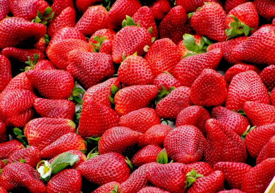 고수익 창출 위한 딸기 촉성재배, 아주심기 관리는 필수