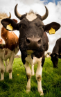 낙농형 스마트팜, 소 활동량 측정 빅데이터로 개체관리