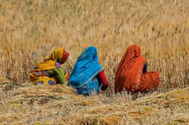 농업 후진국 인도, ICT 기술로 반등 발판 마련해야