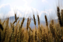 ICT로 변화하는 농장 풍경...새로운 '농업 혁명' 바람
