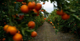 감귤밭 녹화를 막으려면... 오렌지 생산 75 % 이상 감소