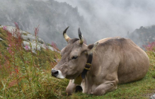 젖소 사료, 방귀 줄이고 기후작용 향상