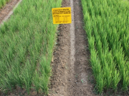 높은 수확량을위한 호기성 쌀 관리