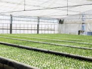 수경 재배는 식물 공장과 무엇이 다른가?　