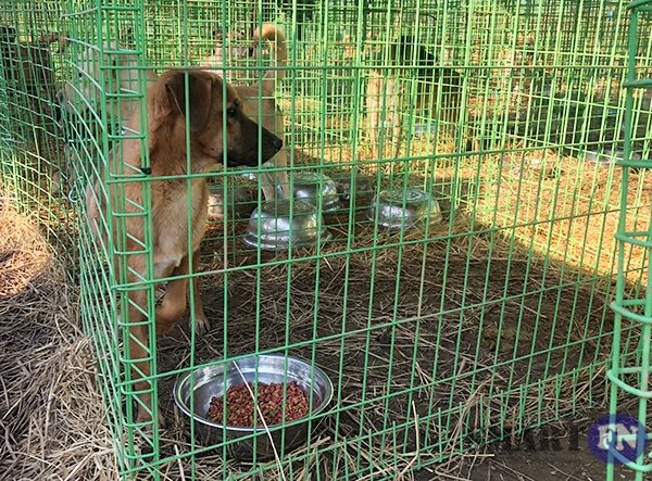 개농장에서 구조된 뒤 임시 보호시설에서 생활 중인 개들은 대부분 사료를 먹지 못하고 물만 삼키는 상황이다. (사진=조성호 기자)