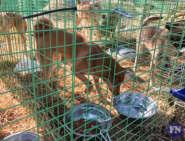 개농장에서 구조된 개들 중 한 마리가 뜬장에 오래 갇혀있던 휴유증으로 다리를 절며 물을 마시고 있다. (사진=조성호 기자)