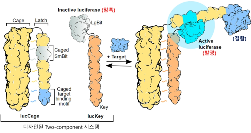 개발된 단백질 센서 시스템의 작동 모식도. 사진=KAIST