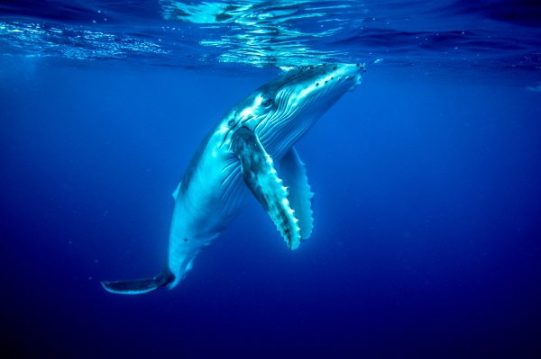 통가 앞바다를 해마다 찾아오는 혹등고래. 사진=태평양관광기구
