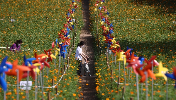 초가을 날씨가 이어지는 10일 오후 주황색 코스모스들이 피어난 서울 올림픽공원 들꽃마루에 시민이 아이와 함께 걸어가고 있다/연합뉴스
