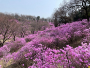 경기도, 봄꽃명소 소개···“봄꽃 만개한 ‘경기둘레길’ 걸어요”