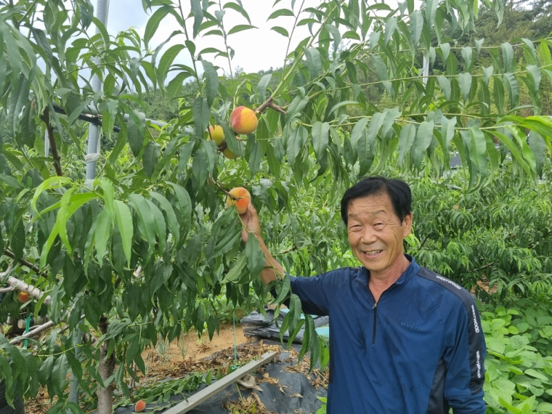화순군이 지난 2019년부터 보급하기 시작한 복숭아 수확이 7월부터 시작됐다. 사진은 금황 재배 농장. 사진=화순군