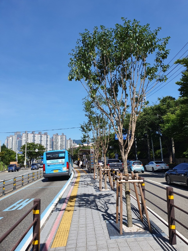 부산 해운대구 원동IC~올림픽교차로 구간에 이팝나무가 식재돼 있다. [사진=해운대구]