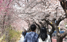 [오늘의 날씨] 벚꽃 보기 좋은 포근한 봄 날씨...일교차 크고 미세먼지 나쁨