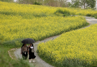 [오늘의 날씨] 전국 흐리고 봄비…낮에도 기온 '쌀쌀'
