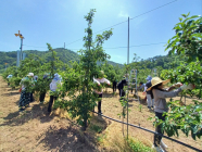 경북도, 농축산유통국 직원들 과수 농가 일손돕기 나서