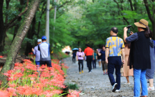 제24회 함평모악산 꽃무릇 축제에 2만 여 명 방문