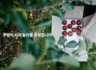 쿠팡, 기후 변화 직격탄 맞은 사과 농가 돕는다…‘우박 사과’ 60톤 매입