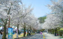 소노인터내셔널, 비발디파크 '봄봄축제' 개최